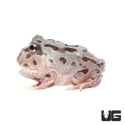 Mutant Snow White Translucent Pacman Frogs for sale - Underground Reptiles