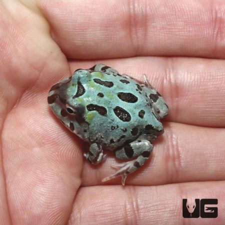 Mutant Translucent Blue Metal Pacman Frog For Sale - Underground Reptiles