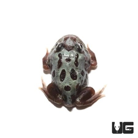 Mutant Translucent Blue Metal Pacman Frog For Sale - Underground Reptiles