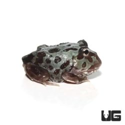 Mutant Translucent Blue Metal Pacman Frog For Sale - Underground Reptiles