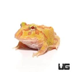 Albino Pacman Frogs For Sale - Underground Reptiles