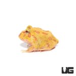 Albino Pacman Frogs For Sale - Underground Reptiles
