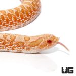 Baby Albino Western Hognose Snake For Sale - Underground Reptiles
