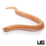 Baby Albino Western Hognose Snake For Sale - Underground Reptiles