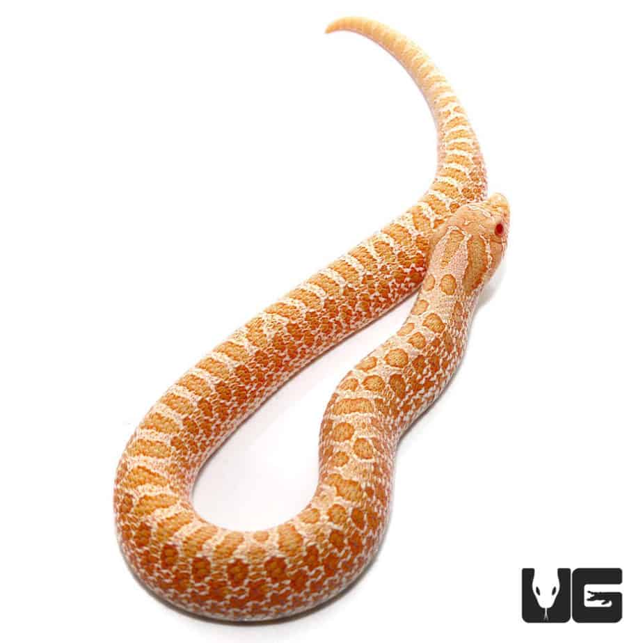 Baby Albino Western Hognose Snake For Sale Underground Reptiles
