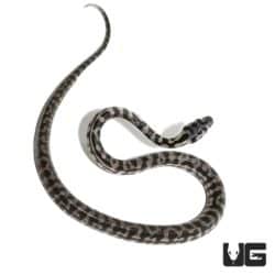 Baby Axanthic Coastal Carpet Python - Underground Reptiles