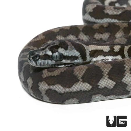Baby Axanthic Coastal Carpet Python - Underground Reptiles