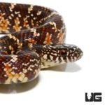Baby Brooks Kingsnake for sale - Underground Reptiles