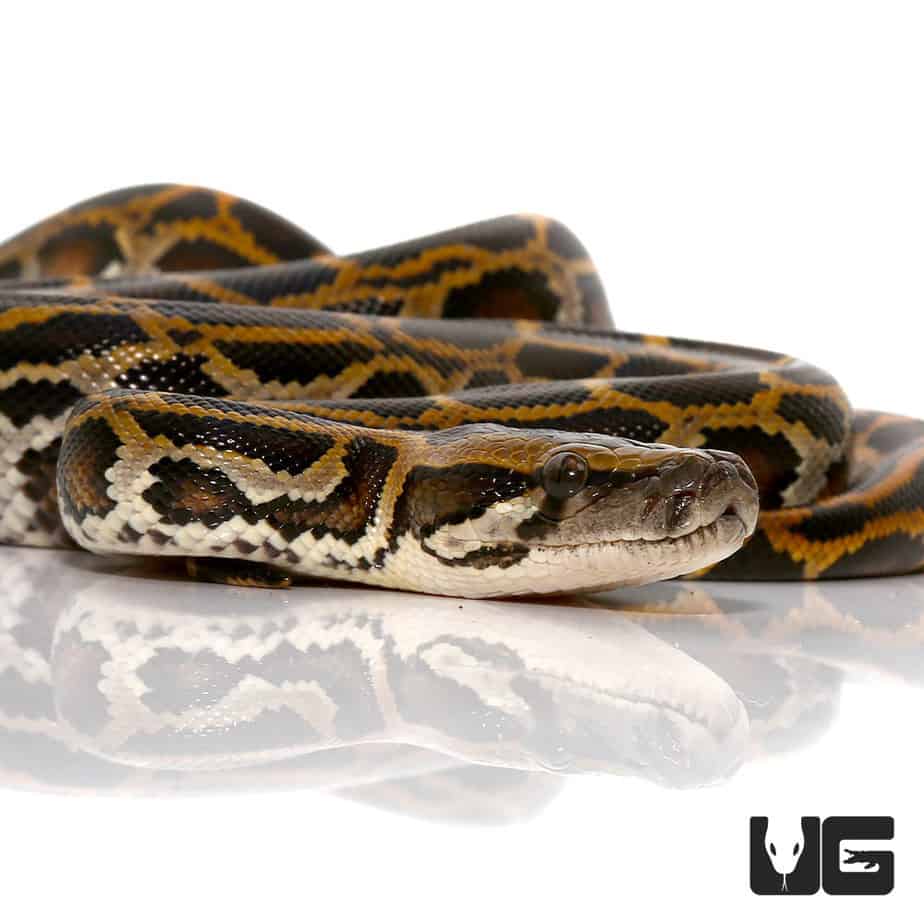 Baby Burmese Python - Underground Reptiles
