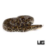 Baby Burmese Python - Underground Reptiles