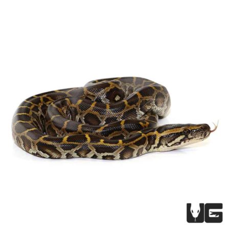 Baby Burmese Python - Underground Reptiles