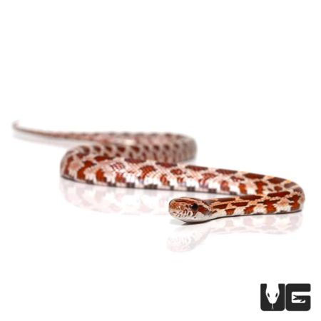 Baby Hypo Cornsnake For Sale - Underground Reptiles