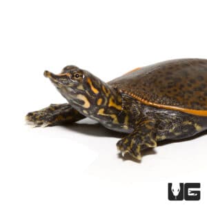 Turtles For Sale - Underground Reptiles