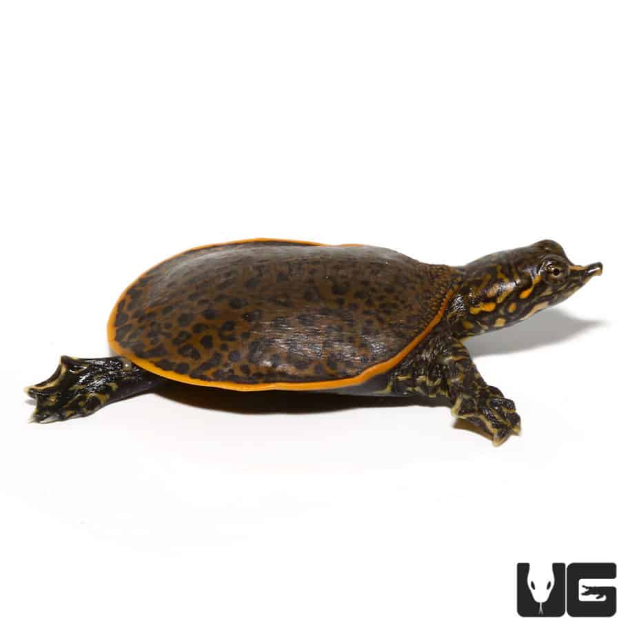 Baby Leopard Softshell Turtle - Underground Reptiles