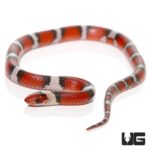 Scarlet Snake For Sale - Underground Reptiles