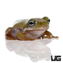 Baby Silver Blue Eyed Dumpy Tree Frog For Sale - Underground Reptiles