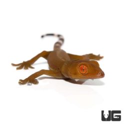 Baby Solomon Island Dwarf White Lined Geckos For Sale - Underground Reptiles