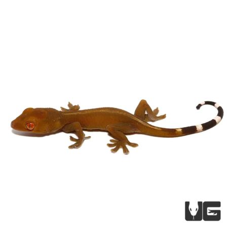 Baby Solomon Island Dwarf White Lined Geckos For Sale - Underground Reptiles