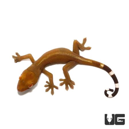 Baby Solomon Island Dwarf White Lined Geckos For Sale - Underground Reptiles