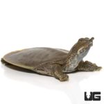 Baby Spiny Softshell Turtle For Sale - Underground Reptiles