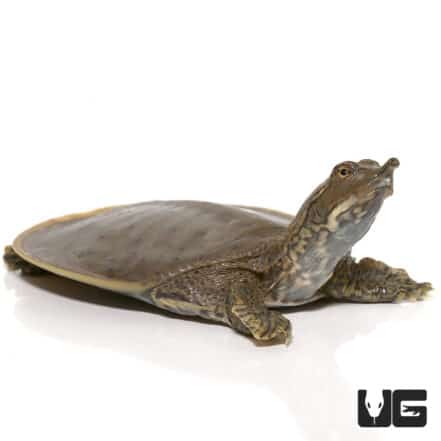 Baby Spiny Softshell Turtles (Apalone spinifera) For Sale - Underground ...