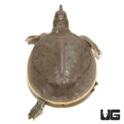 Baby Spiny Softshell Turtle For Sale - Underground Reptiles