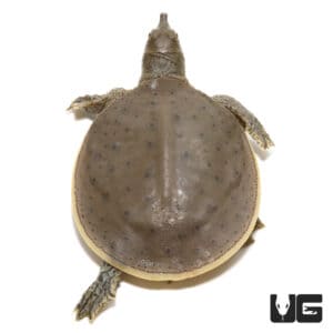 Turtles For Sale - Underground Reptiles