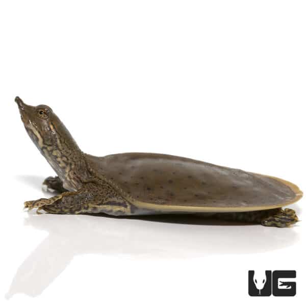 Baby Spiny Softshell Turtles (Apalone spinifera) For Sale - Underground ...