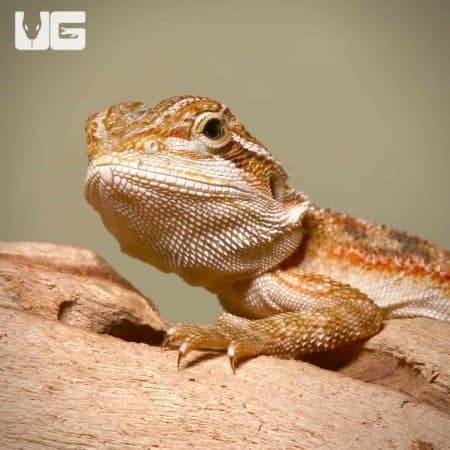Toasted Chestnut Bearded Dragons (Pogona vitticeps) For Sale - Underground Reptiles