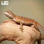 Toasted Chestnut Bearded Dragons (Pogona vitticeps) For Sale - Underground Reptiles