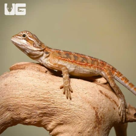 Toasted Chestnut Bearded Dragons (Pogona vitticeps) For Sale - Underground Reptiles