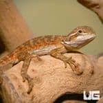 Toasted Chestnut Bearded Dragons (Pogona vitticeps) For Sale - Underground Reptiles
