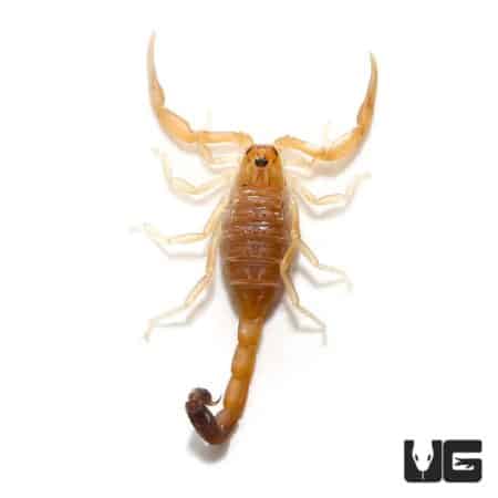 Tunisian Fat Tail Scorpion For Sale - Underground Reptiles