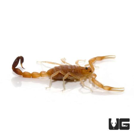 Tunisian Fat Tail Scorpion For Sale - Underground Reptiles