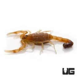 Tunisian Fat Tail Scorpion For Sale - Underground Reptiles
