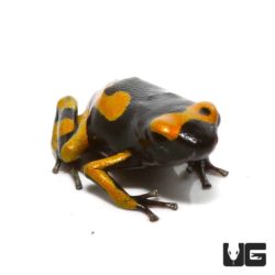 Bumblebee Dart Frogs For Sale - Underground Reptiles