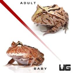 Brown Fantasy Pacman Frogs For Sale - Underground Reptiles