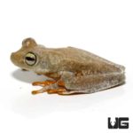 Emerald Eye Tree Frog For Sale - Underground Reptiles