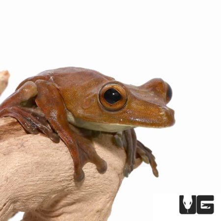 Gladiator Tree Frog For Sale - Underground Reptiles