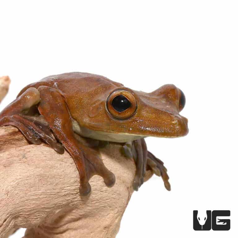 Tree Frogs For Sale - Underground Reptiles