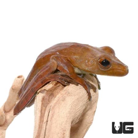 Gladiator Tree Frog For Sale - Underground Reptiles