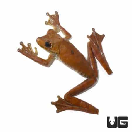 Gladiator Tree Frog For Sale - Underground Reptiles