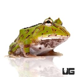 Green Fantasy Pacman Frog For Sale - Underground Reptiles