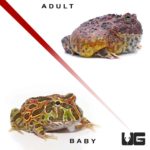 High Red Ornate Pacman Frog For Sale - Underground Reptiles