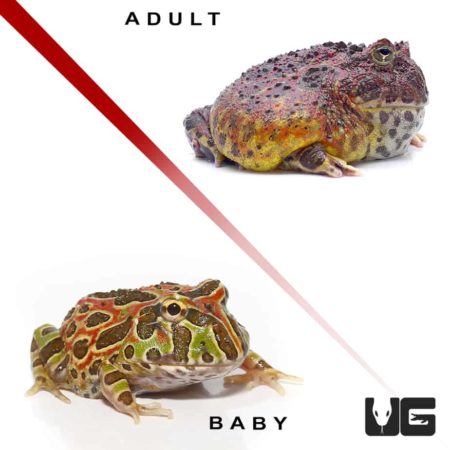 High Red Ornate Pacman Frog For Sale - Underground Reptiles
