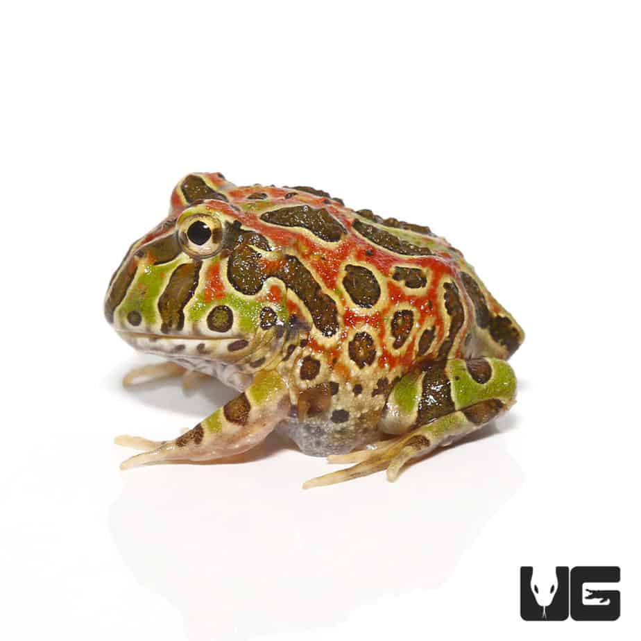 High Red Ornate Pacman Frogs (Ceratophrys ornata) For Sale ...