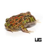 High Red Ornate Pacman Frog For Sale - Underground Reptiles