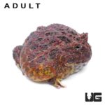 High Red Ornate Pacman Frog For Sale - Underground Reptiles