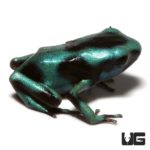 Highland Bronze Auratus Dart Frogs For Sale - Underground Reptiles