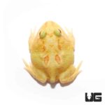 Keylime Pacman Frog for sale - Underground Reptiles
